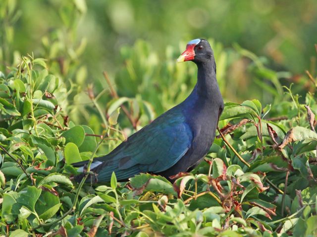 Purple Gallinule