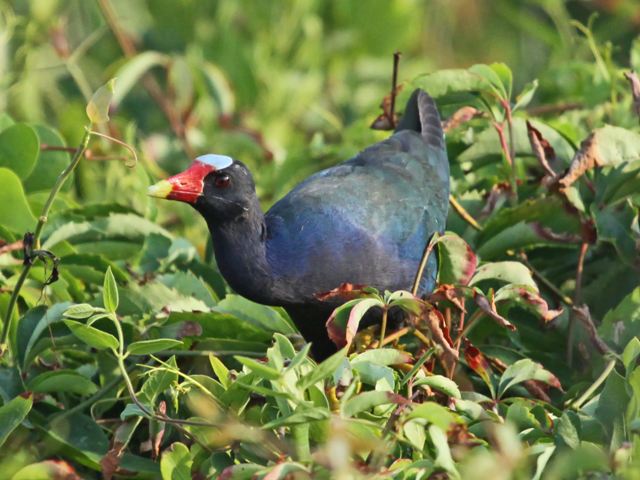 Purple Gallinule