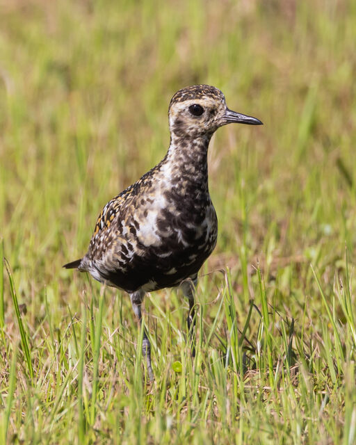 Pacific GoldenPlover