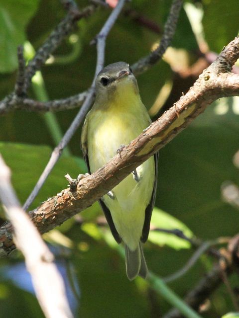 Philadelphia Vireos