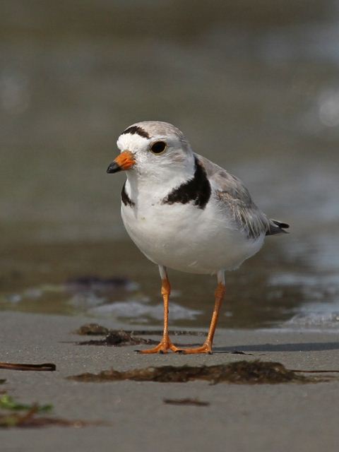 Piping Plover