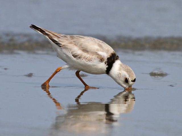 Piping Plover