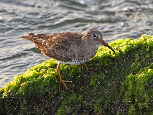 purple sandpiper purple sandpiper