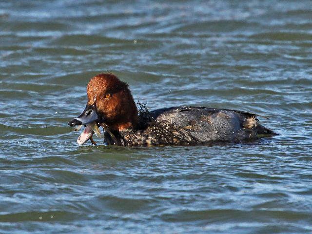Redhead