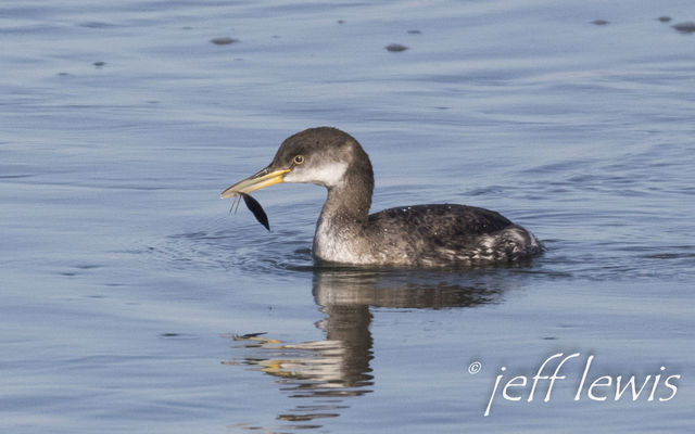 Red-necked Grebe