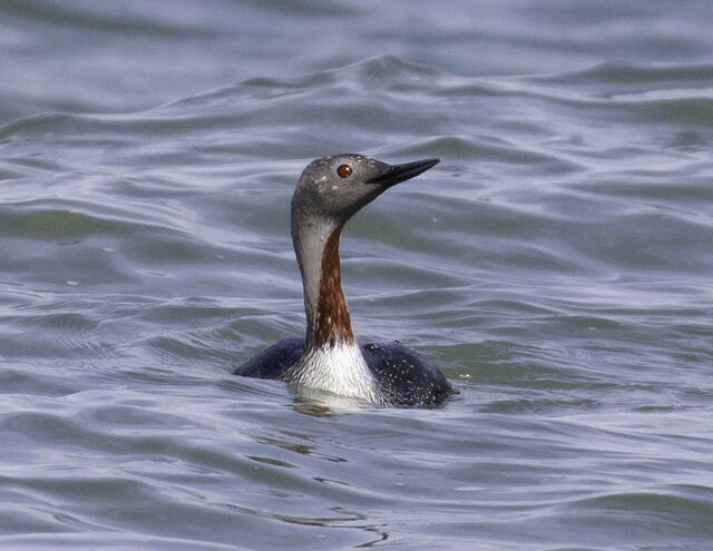 Red-throated Loon