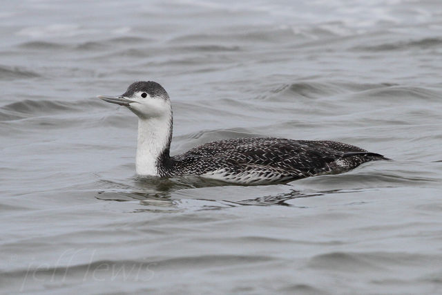 Red-throated Loon