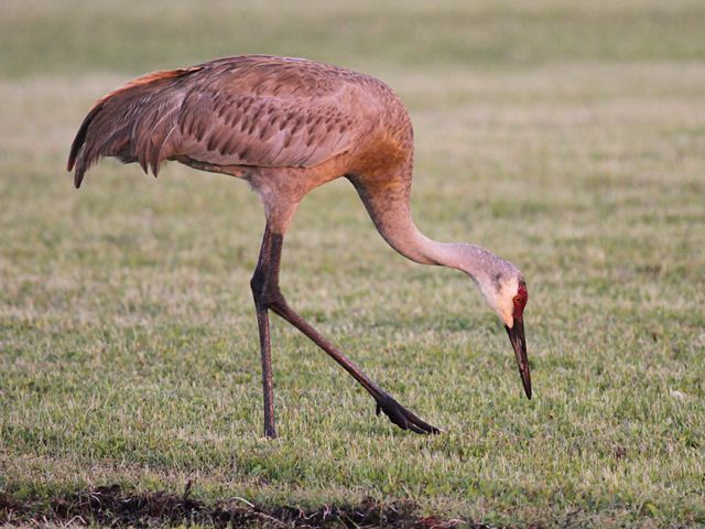 Sandhill Cranes