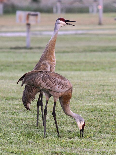 Sandhill Cranes