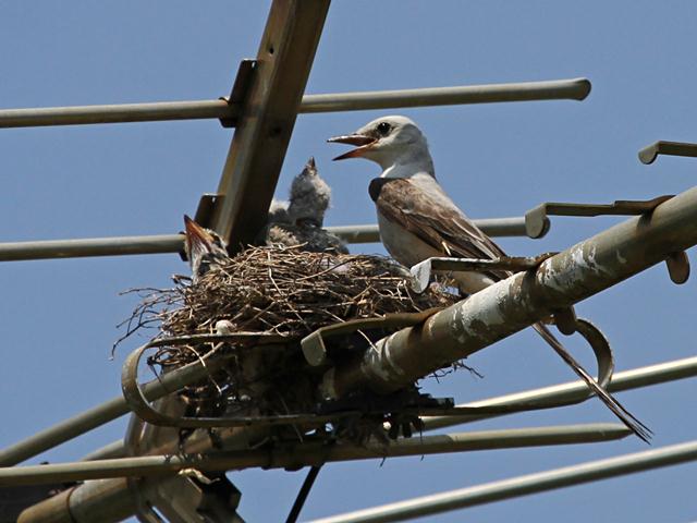 Scissor-tailed Flycatcher