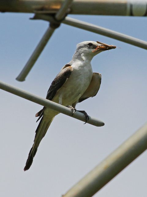 Scissor-tailed Flycatcher