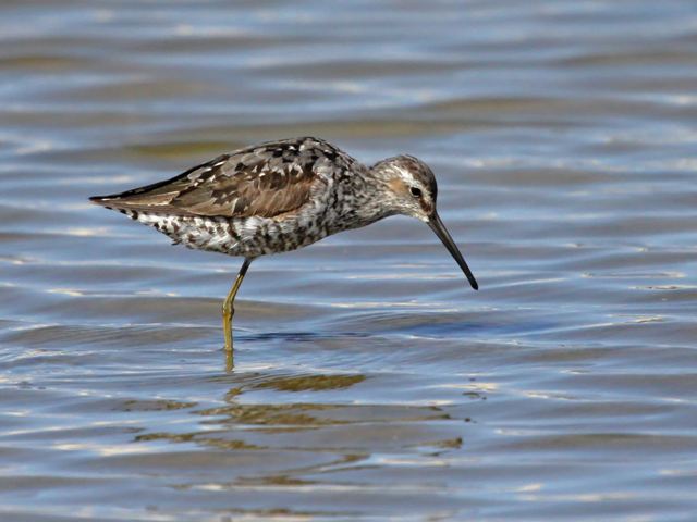 Stilt Sandpiper