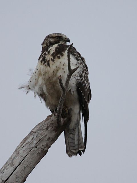Swainson's Hawk
