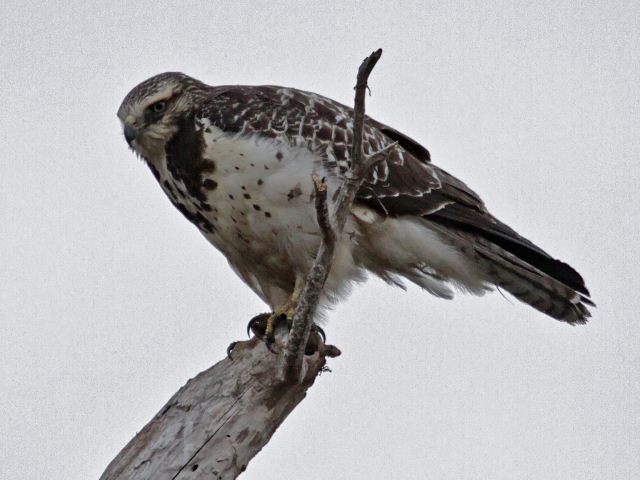 Swainson's Hawk
