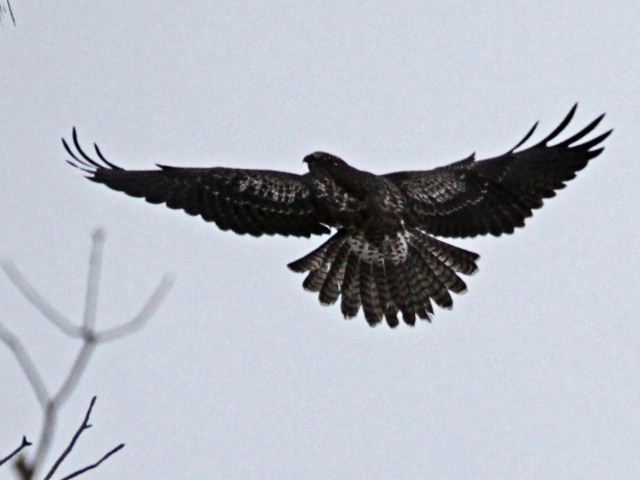 Swainson's Hawk