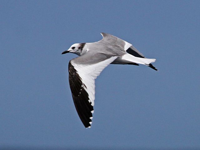 Sabine's Gull