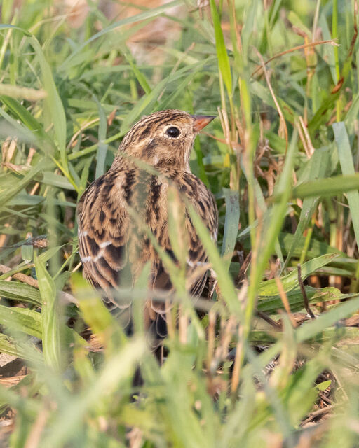 Smith's Longspur