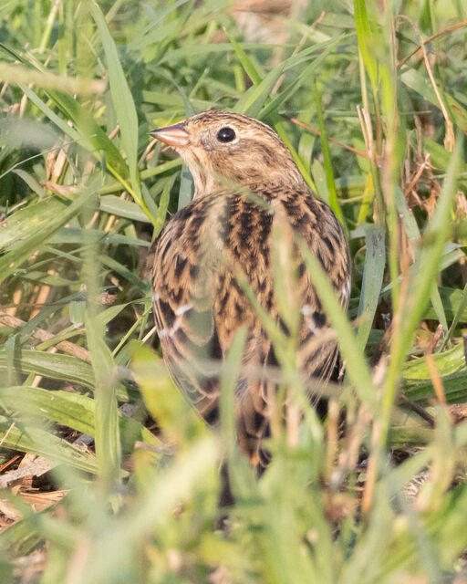 Smith's Longspur