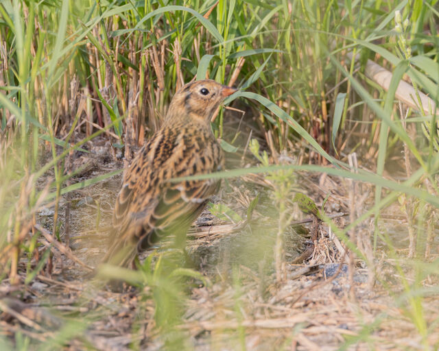 Smith's Longspur