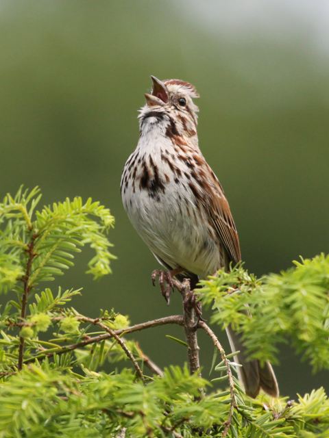 Song Sparrow