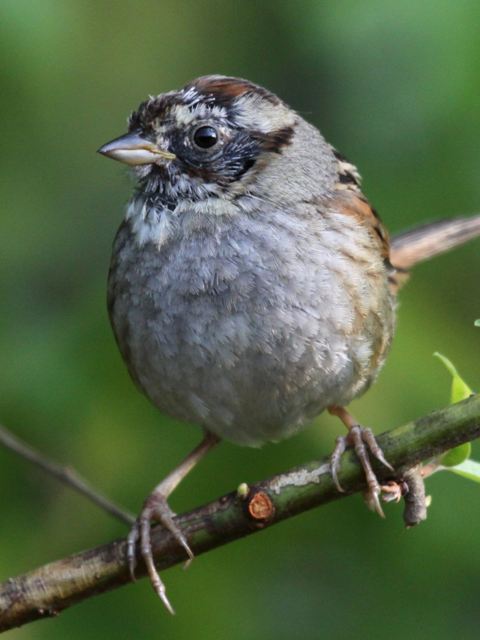 Swamp Sparrow