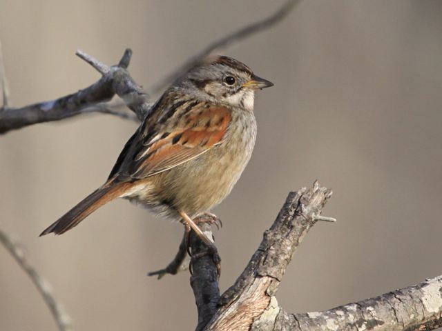Swamp Sparrow