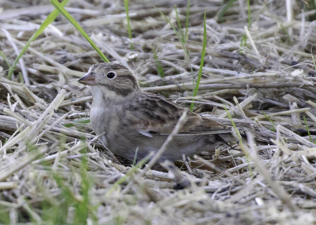 Thick-billed Longspur