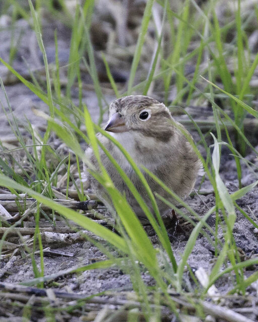 Thick-billed Longspur