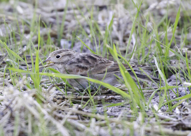 Thick-billed Longspur