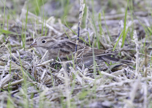 Thick-billed Longspur