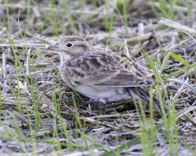 Thick-billed Longspur