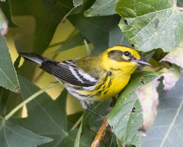 Townsend's Warbler