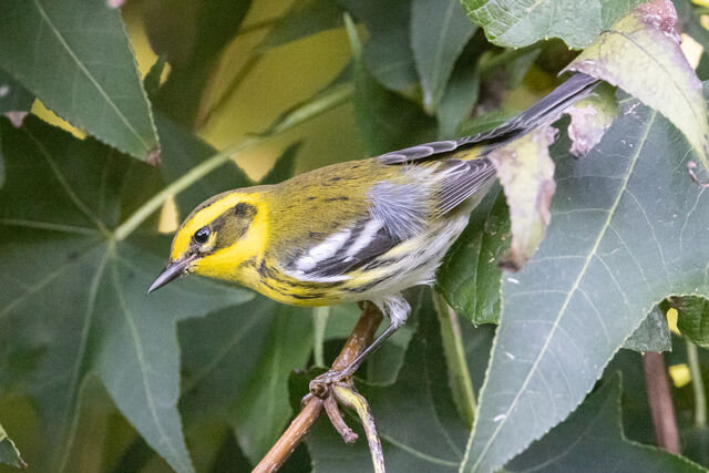 Townsend's Warbler