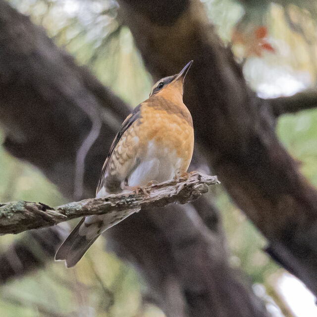 Varied Thrush