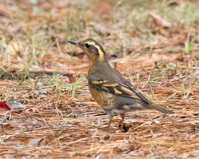 Varied Thrush