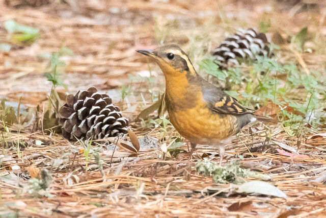 Varied Thrush