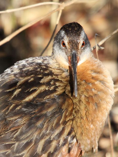 Virginia Rail