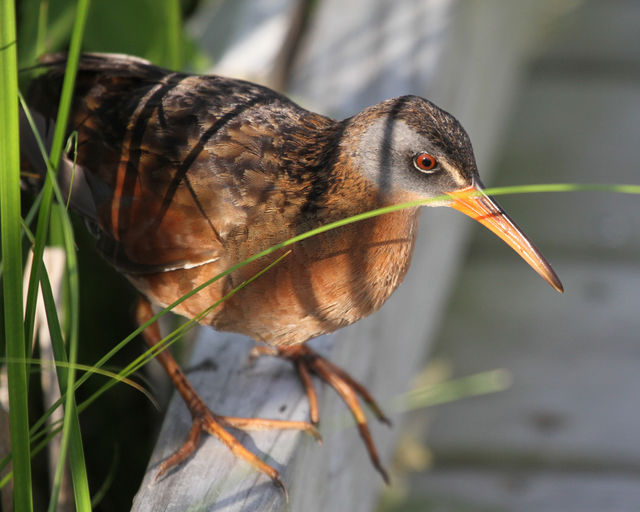 Virginia Rail