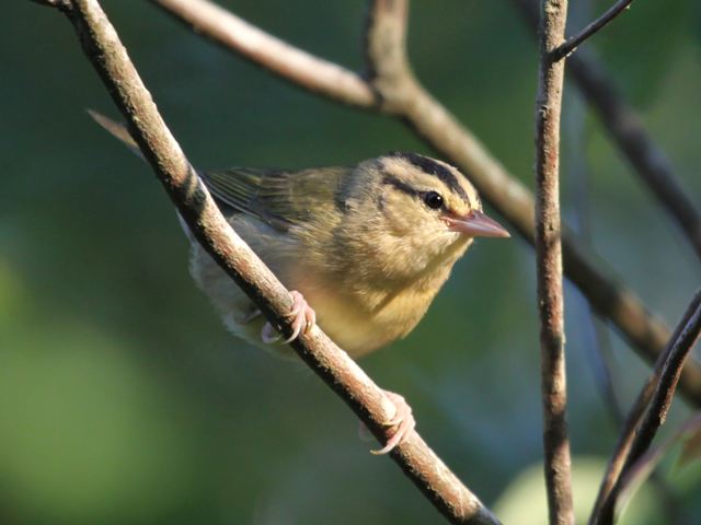 Worm-eating Warbler