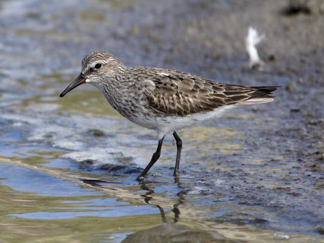 White-rumped Sandpiper