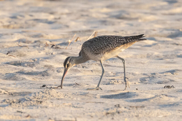 Whimbrel