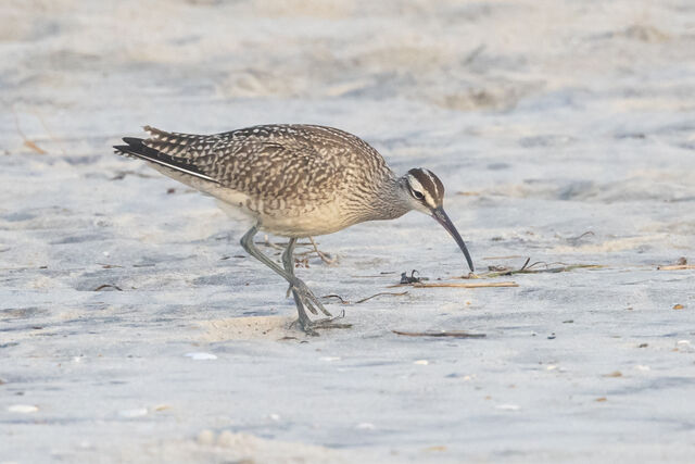Whimbrel