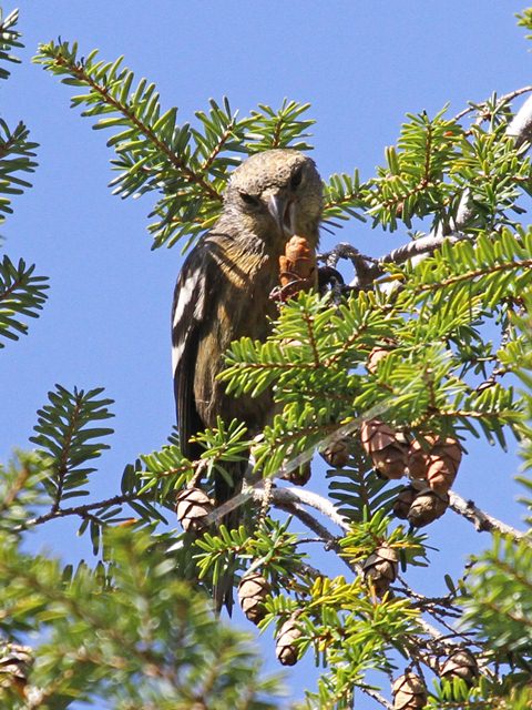 White-winged Crossbill