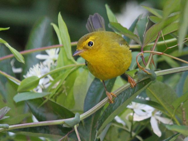 Wilson's Warbler