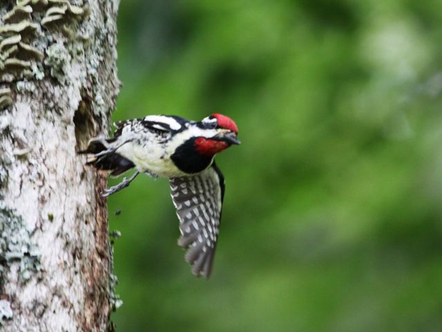 Yellow-bellied Sapsuckers