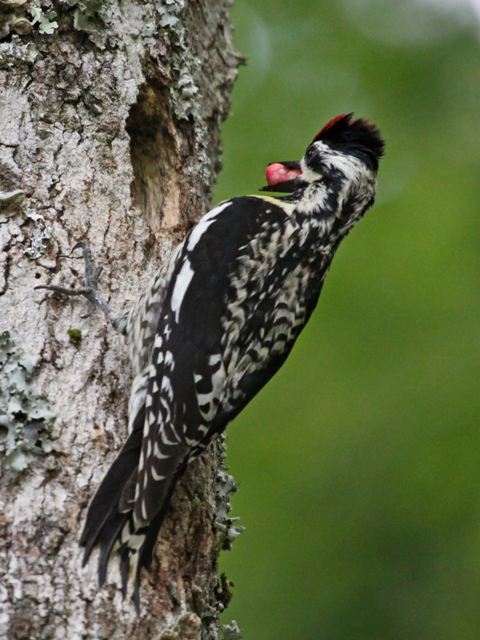 Yellow-bellied Sapsuckers