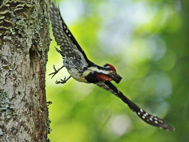 Yellow-bellied Sapsuckers