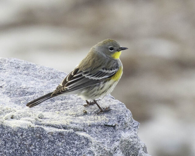 Yellow-rumped Warbler