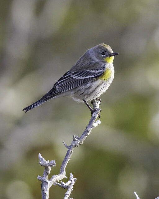 Yellow-rumped Warbler