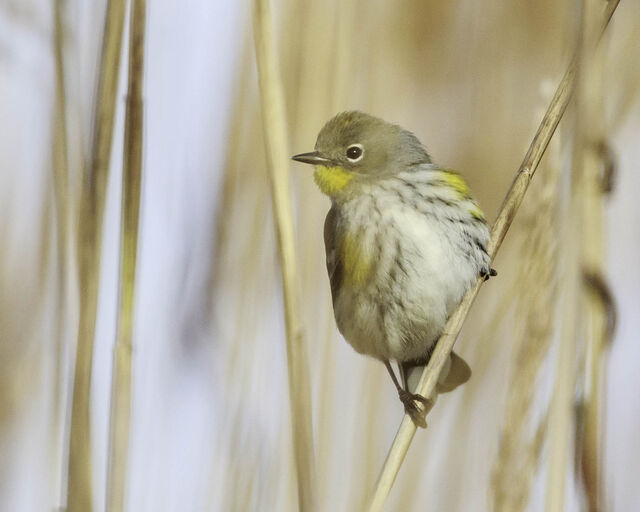 Yellow-rumped Warbler